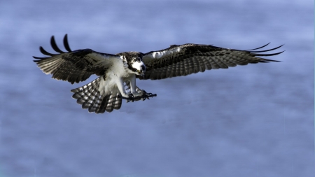 Osprey Bird In Flight - wings, sky, animal, bird, flight, osprey, blue