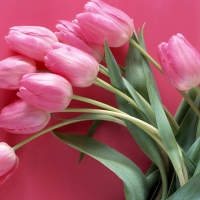 Pink Tulips With Pink Background