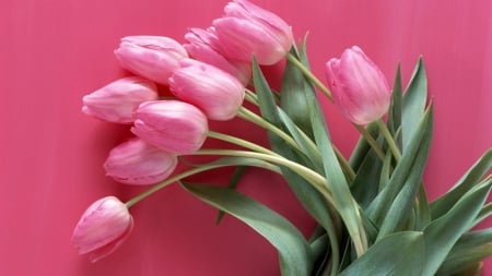 Pink Tulips With Pink Background - flowers, tulips, nature, background, pink