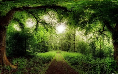 â€¢áƒ¦âœ¿áƒ¦â€¢ - nature, green, forest, landscape