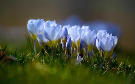 Spring Crocus - flowers, blue, Spring, grass, crocus