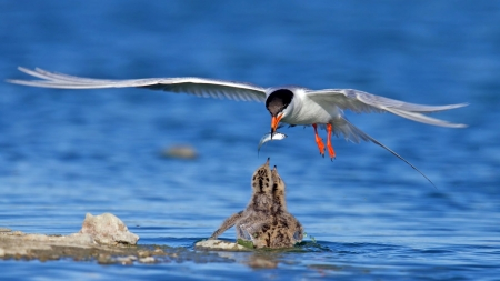 Foster’s Tern In Flight - birds, animal, flight, sea, foster