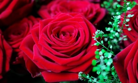 Red roses - red, pretty, beautiful, flowers, fragrance, roses, scent, lovely, macro