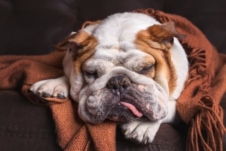 So tired! - animal, sleep, dog, caine, tongue, bulldog