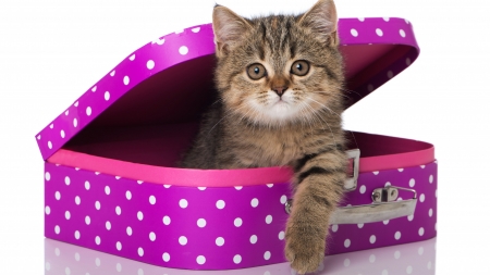 Kitten - dot, pink, cute, cat, white, pisica, kitten, suitcase, paw