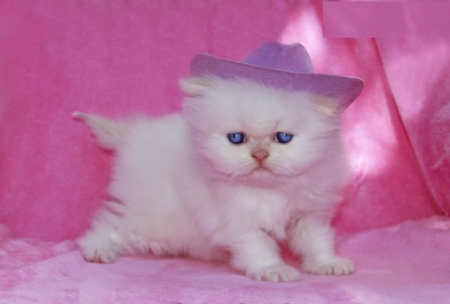 Kitten - hat, pink, sweet, cat, pisica, persian, white, animal, kitten, cute