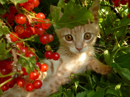 Kitten - red, berry, animal, cute, cat, pisica, fruit, kitten, orange, ginger, green