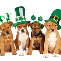 St. Patrick's Day Dogs