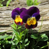 Pansies By A Log