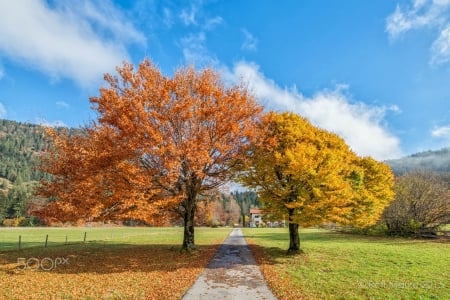 ♥ - path, trees, nature, autumn