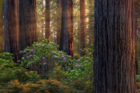 ♥ - sunlight, trees, forest, nature