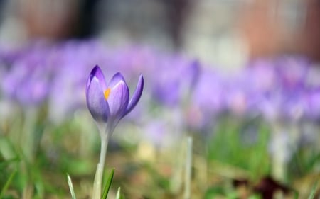 Crocus - flowers, spring, crocus, nature