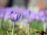 Crocus