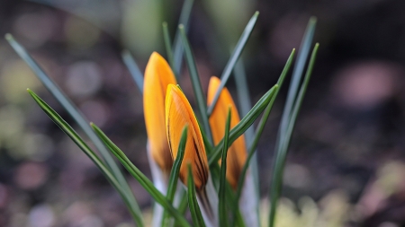 Spring flowers - nature, flowers, yellow, spring