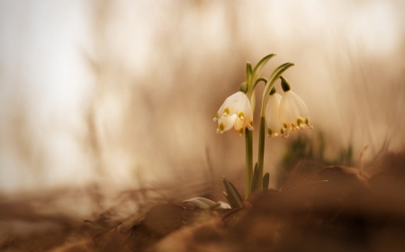 Snowflake - flowers, spring, nature, snowflake