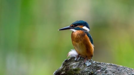 Kingfisher - animal, nature, rock, bird