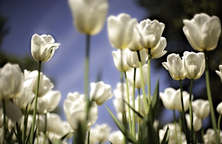 White Tulips - nature, tulip, pretty, flower