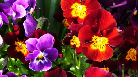 Bright Pansies - nature, macro, red, petals, blue, flowers, pansies