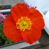 PRETTY POPPY