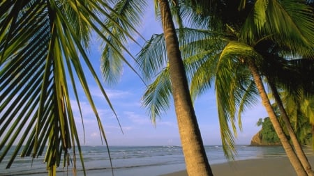 Samara Beach,Costa Rica - nature, beach, trees, blue, sea, palm