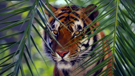 Tiger - animal, green, orange, leaf, tiger, palm