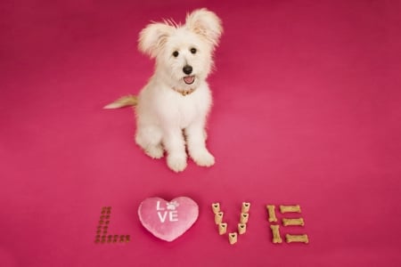 Love - love, pink, sweet, white, animal, car, valentine, cookies, cute, caine, puppy