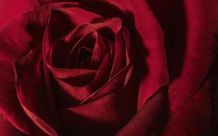 Rose - trandafir, skin, red, texture, rose