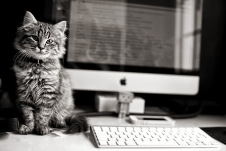 Kitten - cat, pc, calculator, bw, pisica, black, kitten, white, animal, cute