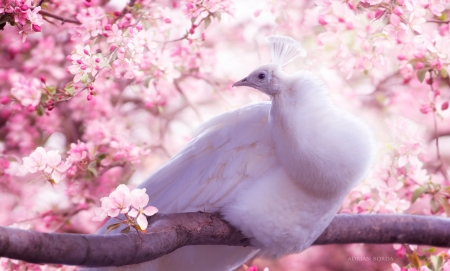 White peacock - paun, bird, branch, blossom, spring, flower, pink, white, peacock, adrian borda, pasare