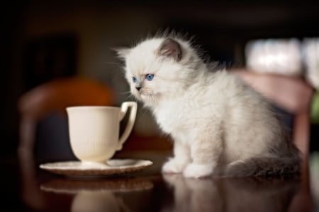 Kitten - cat bow, morning, cat, pisica, white, animal, kitten, cute, siamese, cup