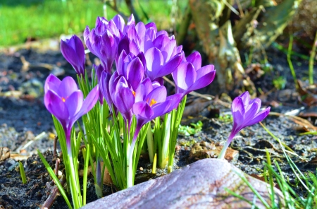 Purple Crocusses - blossoms, garden, petals, spring, stone