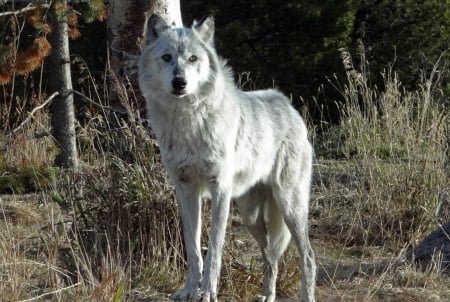 Yosemite Wolf - wolves, wildlife, predator, forest, national park