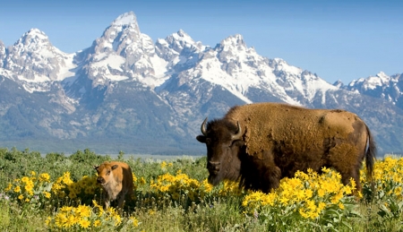 Buffaloes in Yellowstone NP - nature, landscape, national park, mountains, flowers