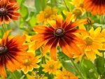 orange flowers