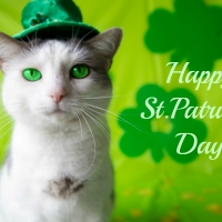 St. Patrick's Day Cat