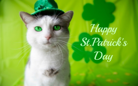 St. Patrick's Day Cat - Cats & Animals Background Wallpapers on Desktop