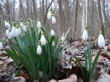 spring is coming - trees, snowdrops, spring, white, gorgeous, white bells, drop, green, snowwhite, snow drop, bright, forest, snow, beautiful, blossom, flowers, flower