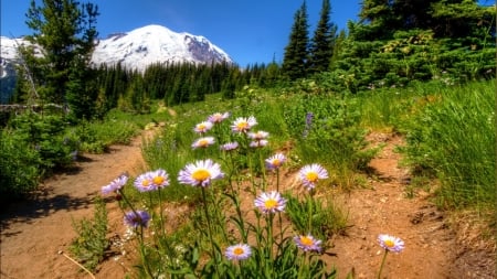 Wildflowers in Mountain - flowers, trees, nature, snow, spring, mountain