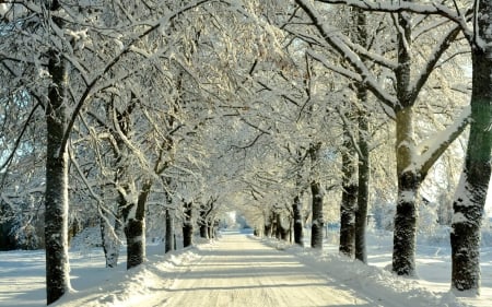 Winter Road in Latvia - road, trees, winter, alley