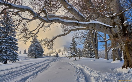 Winter in Mountains - winter, mountains, trees, snow