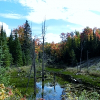 Reflections On The Forest Swamp