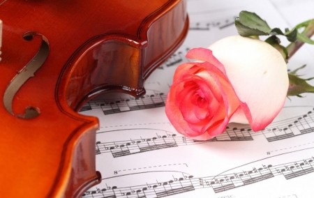 â™¥ - music, string, violin, rose