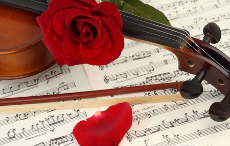 â™¥ - music, string, violin, rose