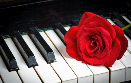 â™¥ - piano, red, string, music, violin, rose