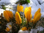 Crocus