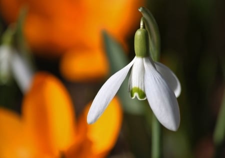 Snowdrop - nature, cool, photography, flowers, spring