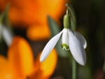 Snowdrop