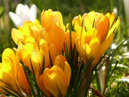 Crocus - nature, crocus, photogrsphy, cool, flowers