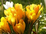 Crocus