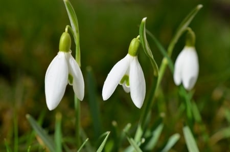 Snowdrops - nature, flowers, cool, photography